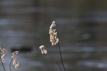 Schilfrohr mit Pollen