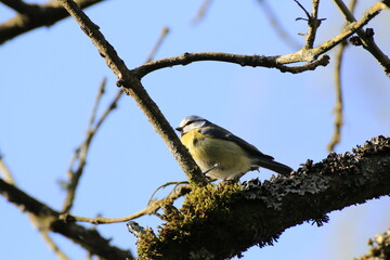 Blaumeise (Cyanistes caeruleus)