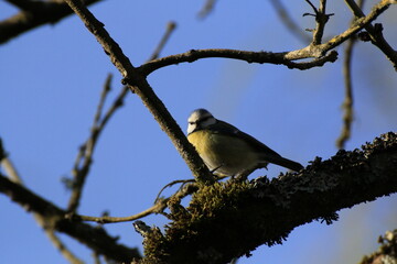 Blaumeise (Cyanistes caeruleus)