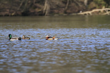 Mandarinente (Aix galericulata)