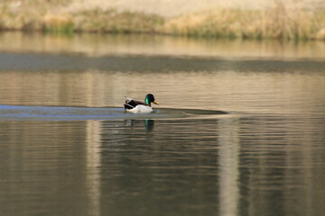 Stockente (Anas platyrhynchos)