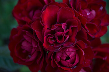 Naklejka premium Rose flower macro. red rose flower closeup. High quality natural background. Beautiful background