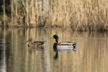 Stockente (Anas platyrhynchos)