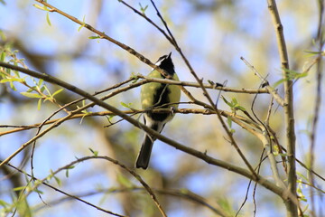Kohlmeise (Parus major)