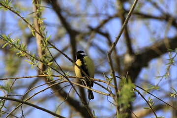 Kohlmeise (Parus major)