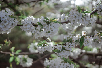 Cherry orchard trees blossom. Blooming garden sunny day. Countryside at spring season. 