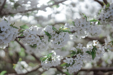 Cherry orchard trees blossom. Blooming garden sunny day. Countryside at spring season. 