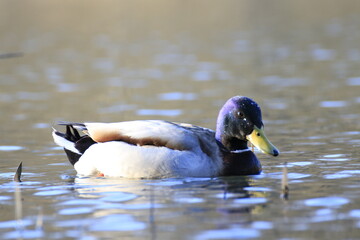 Obraz premium Stockente (Anas platyrhynchos)