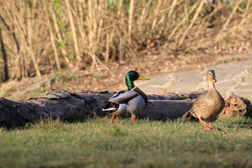 Stockente (Anas platyrhynchos)