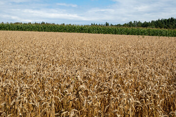 Harvest-ready grain field in the Bavarian Forest,Bavaria,Germany