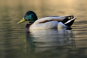Stockente (Anas platyrhynchos)