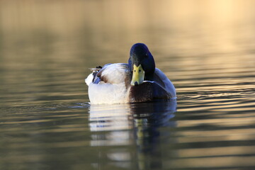 Stockente (Anas platyrhynchos)