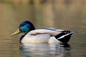 Stockente (Anas platyrhynchos)
