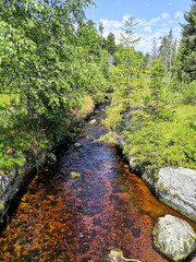 Rustic wild jungle landscapes in the Bavarian Forest Germany,Europe
