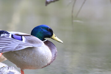 Stockente (Anas platyrhynchos)