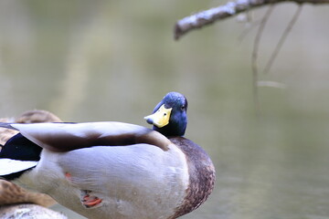 Stockente (Anas platyrhynchos)