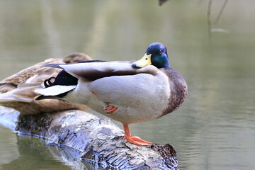 Stockente (Anas platyrhynchos)