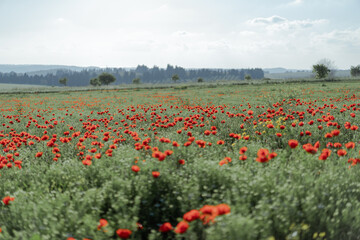 red poppies Papaveroideae in the spring field