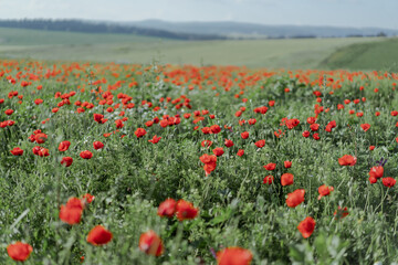 red poppies Papaveroideae in the spring field