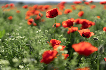 red poppies Papaveroideae in the spring field