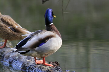 Stockente (Anas platyrhynchos)