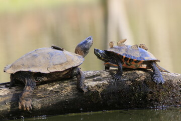 Wasserschildkröte (Testudines)
