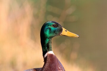 Stockente (Anas platyrhynchos)