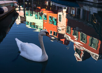 Swan swimming in Burano, Italy