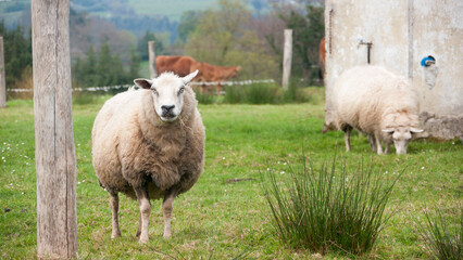 Oveja lanosa blanca pastando  en pradera verde junto a granja