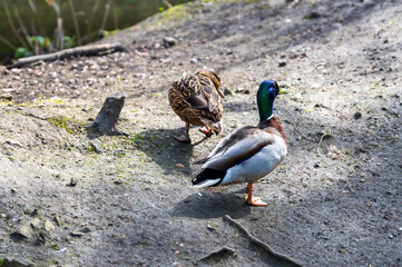 Male and female ducks walking along a riverbank