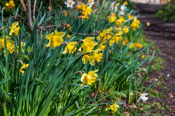 Yellow daffodils lining a public footpath 