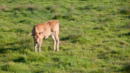 Ternero marr&oacute;n en pradera hierba