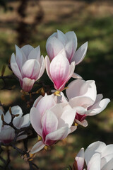 Beautiful Blooming Pink Magnolia Tree Close Up On A Sunny Day. Rejuvenation spring awakening to a new life during easter time