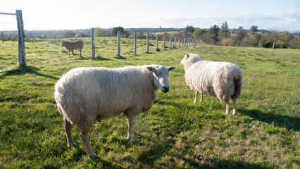 Dos ovejas blanca lanosas en pradera cercada