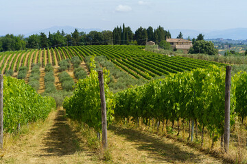 Fototapeta na wymiar Vineyards of Chianti at summer