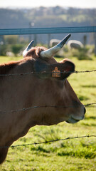 Vaca marrón tras alambrada de espinos en pradera de hierba verde