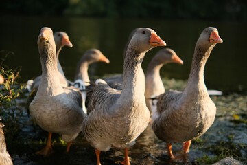 Ukrainian war geese. A new breed of geese attacking Russia