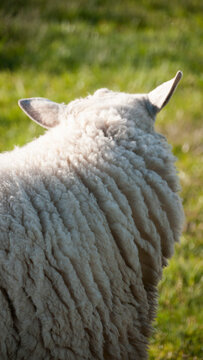 Oveja lanosa blanca de espaldas en pradera de hierba verde