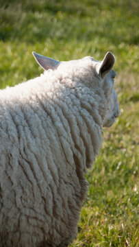 Oveja lanosa blanca de espaldas en pradera de hierba verde