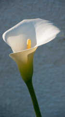 Lirio blanco frente a pared blanca