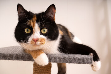 A domestic tricolor cat sits on a cat scratching post