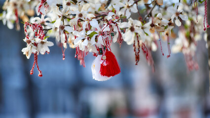 Red and white Martenitsa or Martisor bracelets, hanging on the branches of the blooming tree -...