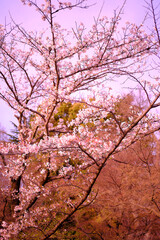 満開に花を咲かせた公園の桜の木