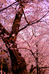 満開に花を咲かせた公園の桜の木