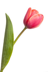 Naklejka premium Tulips. Single beautiful flower isolated on a white background