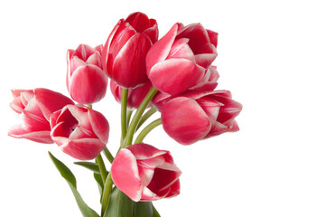 Big bouquet of tulips isolated on white background - 498494797
