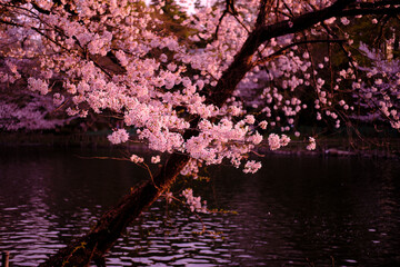 Obraz na płótnie Canvas 満開に花を咲かせた公園の桜の木