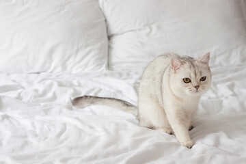 Fototapeta na wymiar A Scottish cat on a white bed.