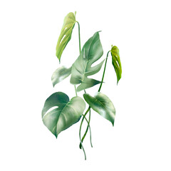Watercolor tropical leaves arrangement. Hand painted exotic monstera and palm green branches composition isolated on white background. Summer plants illustration