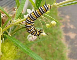 Monarch caterpillar feeding on swan plant